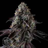 Compound Genetics Seeds Fruit Riot