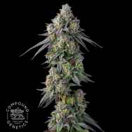 Compound Genetics Seeds Gastro Pop S1