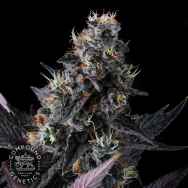 Compound Genetics Seeds Giggin Grapes
