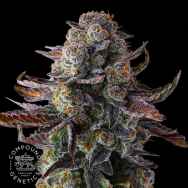 Compound Genetics Seeds Grapaya