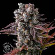 Compound Genetics Seeds Hawaiian Sunkist