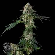 Compound Genetics Seeds Honeycomb Pave