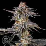 Compound Genetics Seeds JAHrassic