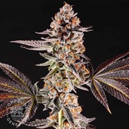 Compound Genetics Seeds La Bomba