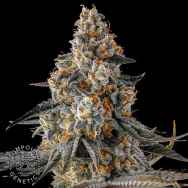 Compound Genetics Seeds La Llorona