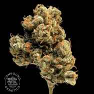 Compound Genetics Seeds Lemon Apricot