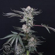 Compound Genetics Seeds Luxar Dos