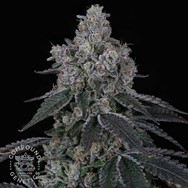 Compound Genetics Seeds Marshmallow OG