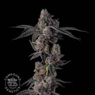 Compound Genetics Seeds Mellowz