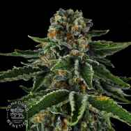 Compound Genetics Seeds Mr Jones