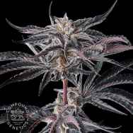 Compound Genetics Seeds Nakamarra