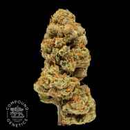 Compound Genetics Seeds Orange Apricot Bx1