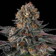 Compound Genetics Seeds Orange Moon