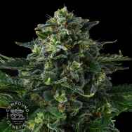 Compound Genetics Seeds Philbo Baggins