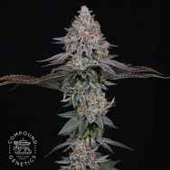 Compound Genetics Seeds Pink Certz
