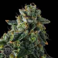Compound Genetics Seeds Presidential Pardon