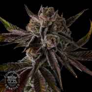 Compound Genetics Seeds Purple Preserves