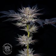 Compound Genetics Seeds Slipstream