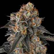 Compound Genetics Seeds Solazo