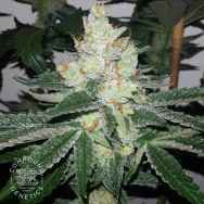 Compound Genetics Seeds Sour Apricot