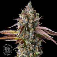 Compound Genetics Seeds Strawberry Skrilla