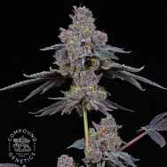 Compound Genetics Seeds Total Eclipse