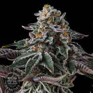 Compound Genetics Seeds Zupernova