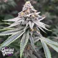 Conscious Genetics Blood Diamonds 2.0