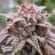 Conscious Genetics Bloody Oranges