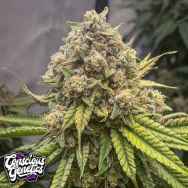 Conscious Genetics Blue Kachina