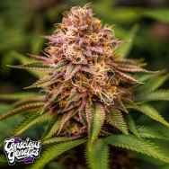 Conscious Genetics Conscious Kush V3