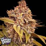 Conscious Genetics Exodus Fumes