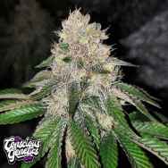 Conscious Genetics Frozen Rose