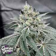 Conscious Genetics Gas Dropz