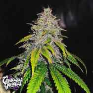 Conscious Genetics Gas Line