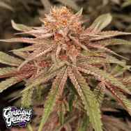 Conscious Genetics London Velvet Cake