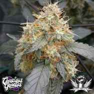 Conscious Genetics OG Scotti