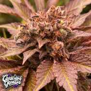 Conscious Genetics Pink Waferz