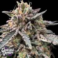 Conscious Genetics Pink Zheez
