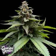 Conscious Genetics Red Halo