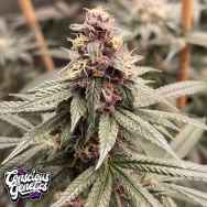 Conscious Genetics Red Kachina