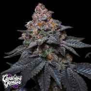 Conscious Genetics Red Kachina 3.0