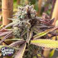 Conscious Genetics Red Kachina V2