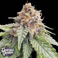 Conscious Genetics Red Lotus