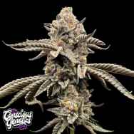 Conscious Genetics Red Opal