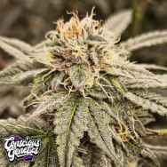 Conscious Genetics Sour Cuntz