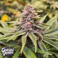 Conscious Genetics Sour Mckuntz