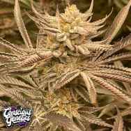 Conscious Genetics Zapplez