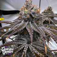 Conscious Genetics Zapplez 2.0