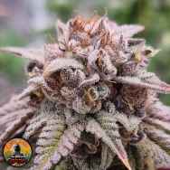 Conscious Genetics Bloody Oranges